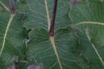 Clasping milkweed